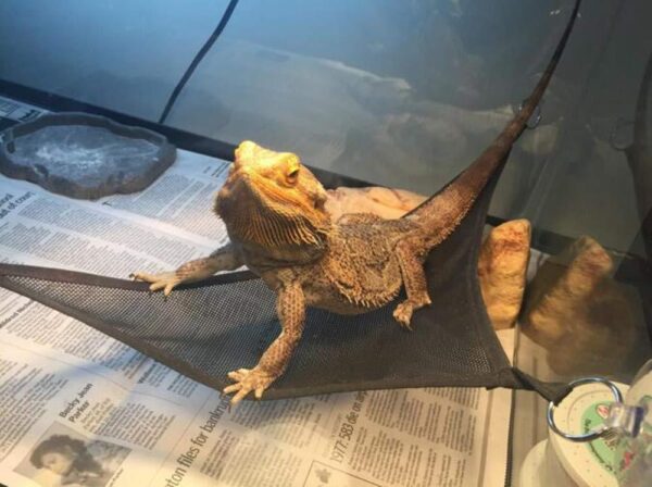 Reptile Hammock Lizard Snake Pet Hammock - Image 6