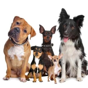 Wireless pet trainer