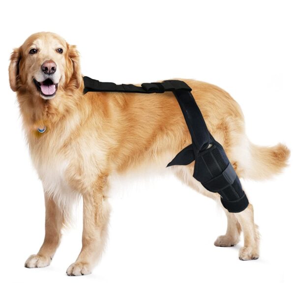 Tear Protection Rehabilitation Training Belt - Image 8