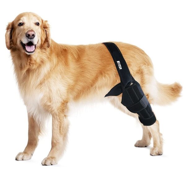 Tear Protection Rehabilitation Training Belt - Image 3