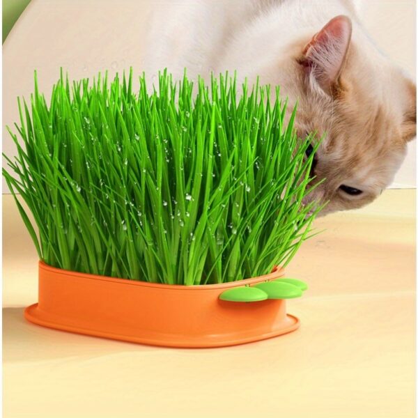 Carrot Design Cat Grass Growth Kit Grass Planting Box Plastic Pet Grass Tray Pet Supplies Including Seeds - Image 6