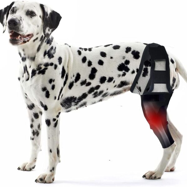 Tear Protection Rehabilitation Training Belt - Image 5
