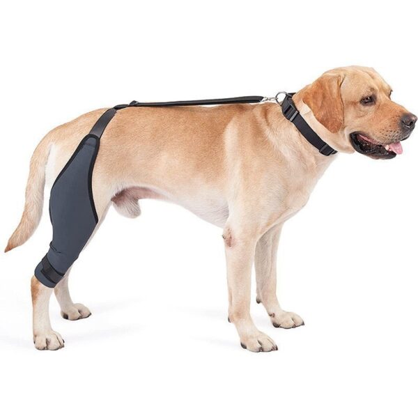 Tear Protection Rehabilitation Training Belt - Image 7